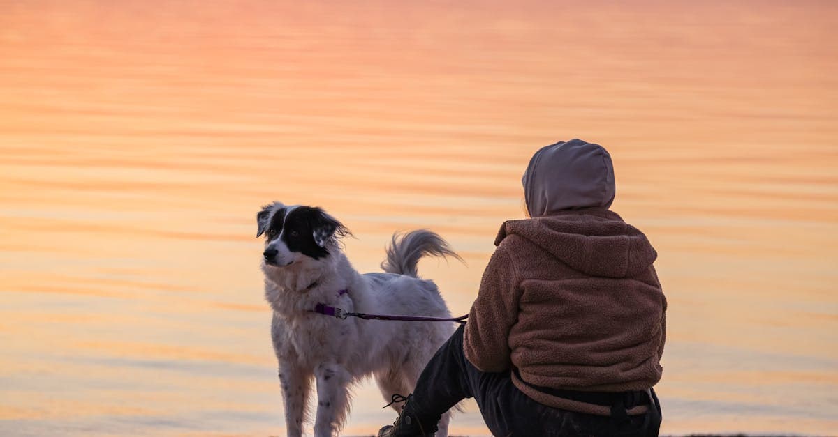 Cover Image for Exploring Dog Walker Jobs: A Rewarding Career in Pet Care
