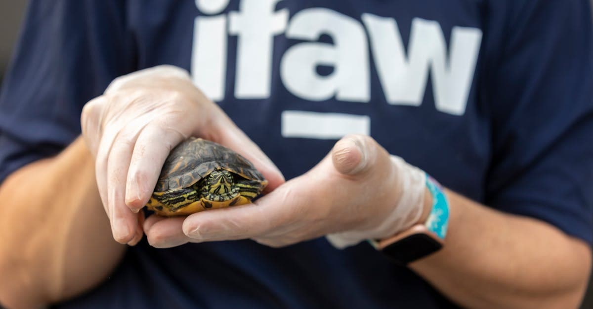 Cover Image for Essential Guide to Veterinarian Services: What Pet Owners Should Know